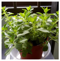 Stevia Plant, Stevia rebaudiana - Plant