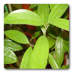 Cinnamomum cassia - Plant