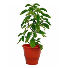 Kapoor Tulsi Plant, Blue Basil, Ocimum kilimandscharicum (Green) - Plant