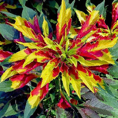 Amaranthus Tricolour Mixed Color