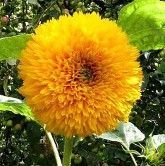Sunflower Sungold