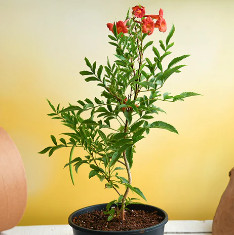 Tecoma (Shurb, Red) - Plant