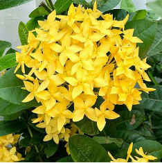 Ixora Long, Singapuri Ixora (Yellow) - Plant