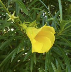 Cascabela Thevetia, Yellow Oleander, Bitti (Yellow) - Plant