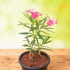 Kaner, Nerium Oleander (Pink, Single) - Plant