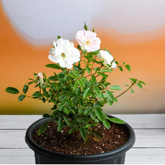 Miniature Rose (White) - Plant
