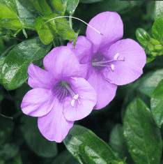 Barleria (Purple) - Plant