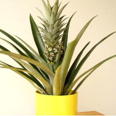 Pineapple, Anannas - Plant