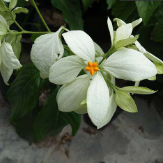Mussaenda (White) - Plant