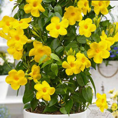 Mandevilla (Yellow) - Plant