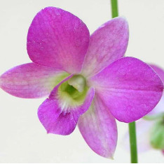 Orchid Plant, Dendrobium Orchid (Any variety, Lavender) - Plant