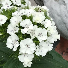Dianthus (White) - Plant