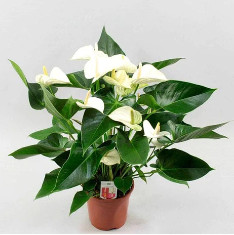 Anthurium (White) - Plant