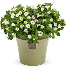 Torenia (White) - Plant