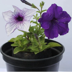 Petunia (Any Color) - Plant