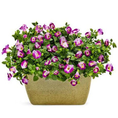 Torenia (Purple) - Plant