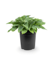Hosta - Plant