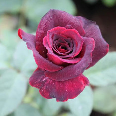 Rose (Maroon) - Plant