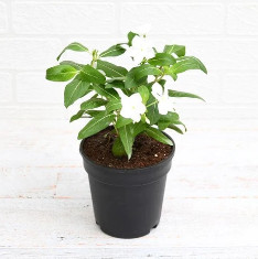 Vinca, Catharanthus roseus (White) - Plant
