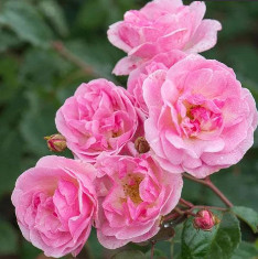Miniature Floribanda Rose, Button Rose (White Pink) - Plant