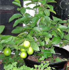 Nimboo, Lemon Tree - Plant