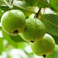 Guava Tree, Amrud, Psidium guajava (Sardar L49, Grown through seeds) - Plant
