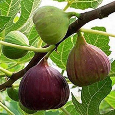 Fig Tree, Anjeer Fruit, Common Fig Fruit - Plant
