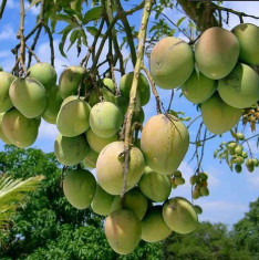 Mango Tree (Sindhu, Grafted, Seedless) - Plant
