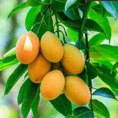 Mango Himsagar, Aam Himsagar - Plant
