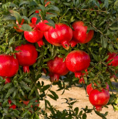 Pomegranate, Annar, Anar (Grafted) - Plant
