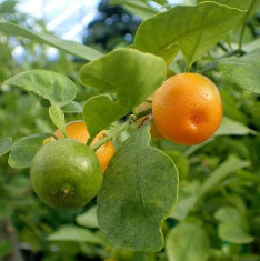 Mosambi, Sweet Lime (Grafted) - Plant