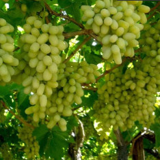 Grape, Angoor (Seedless) - Plant