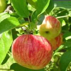 Apple, Seb - Plant