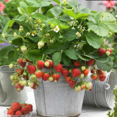 Strawberry Plant (Sweet Charlie Jharaber, Grafted) - Plant