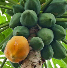 Papaya Farm Improved - Desi Fruit Seeds