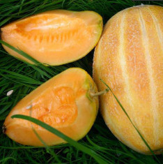 Musk Melon F1 Hybrid Mithas- Fruit Seeds
