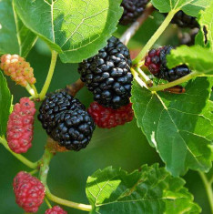 Shahtoot, Mulberry - 0.5 kg Seeds