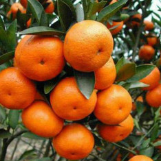 Orange, Santra - 0.5 kg Seeds