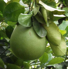 Citrus Pomelo, Chakotra - 0.5 kg Seeds