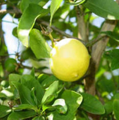 Kagji Nimboo, Lemon - 0.5 kg Seeds
