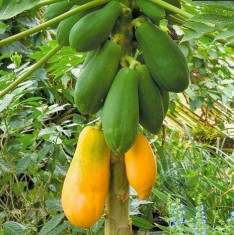 Papaya Shah Nanah - Fruit Seeds