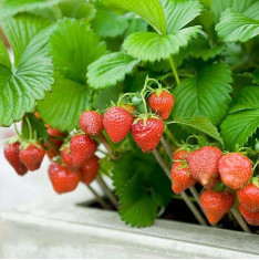 Strawberry - Fruit Seeds