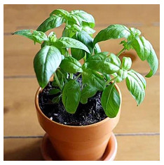 Sabja Plant, Sweet Basil, Ociumum basilicum - Plant