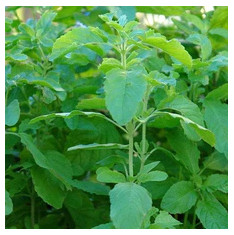 Rama Tulsi Plant, Holy Basil, Ocimum sanctum (Green) - Plant