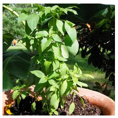 Lemon Basil, Ocimum citriodorum - Plant