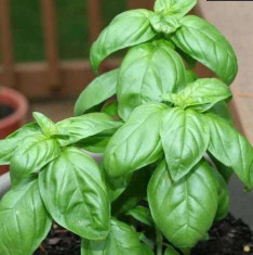 Basil Genovese Green - Herb Seeds