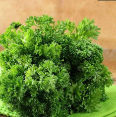 Parsley Moss Curled - Herb Seeds