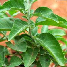 Ashwagandha India Ginseng - Herb Seeds