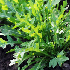 Rucola Cultivated, Rocket Cultivated - Herb Seeds