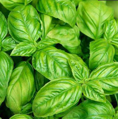 Basil Leaf Italian Broad - Herb Seeds